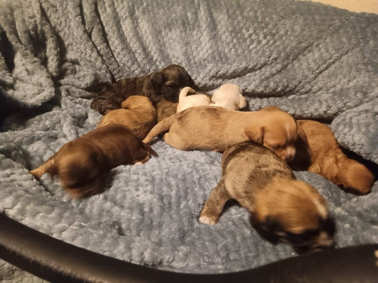 Beautiful dachshund cross cava-tzu for sale