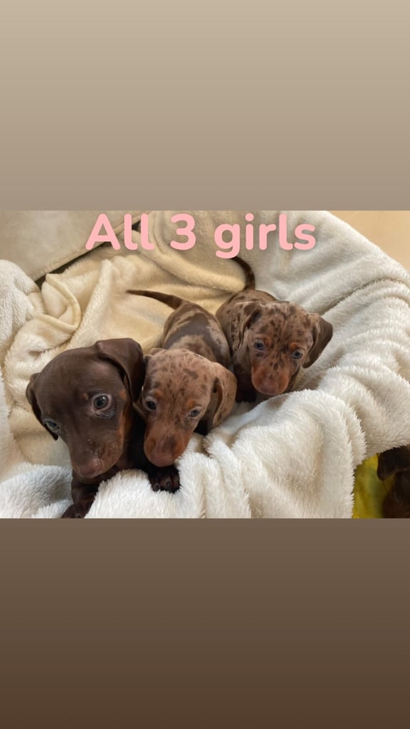 Miniature dachshund puppies 