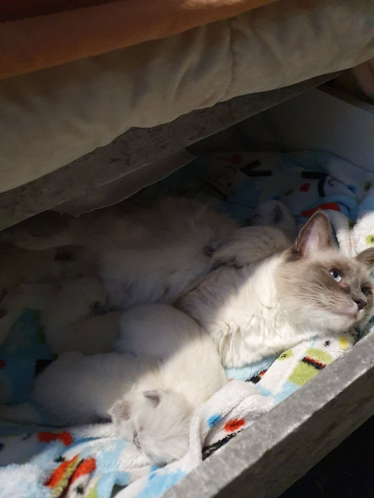 Ragdoll kittens for sale 