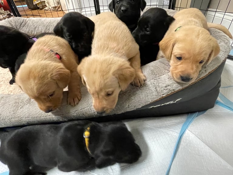 KC registered labrador pups 