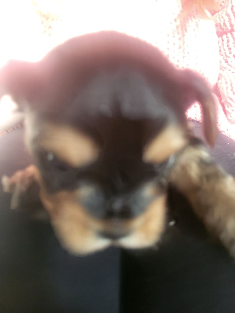 5 boy Yorkshire terrier puppies 4 weeks old