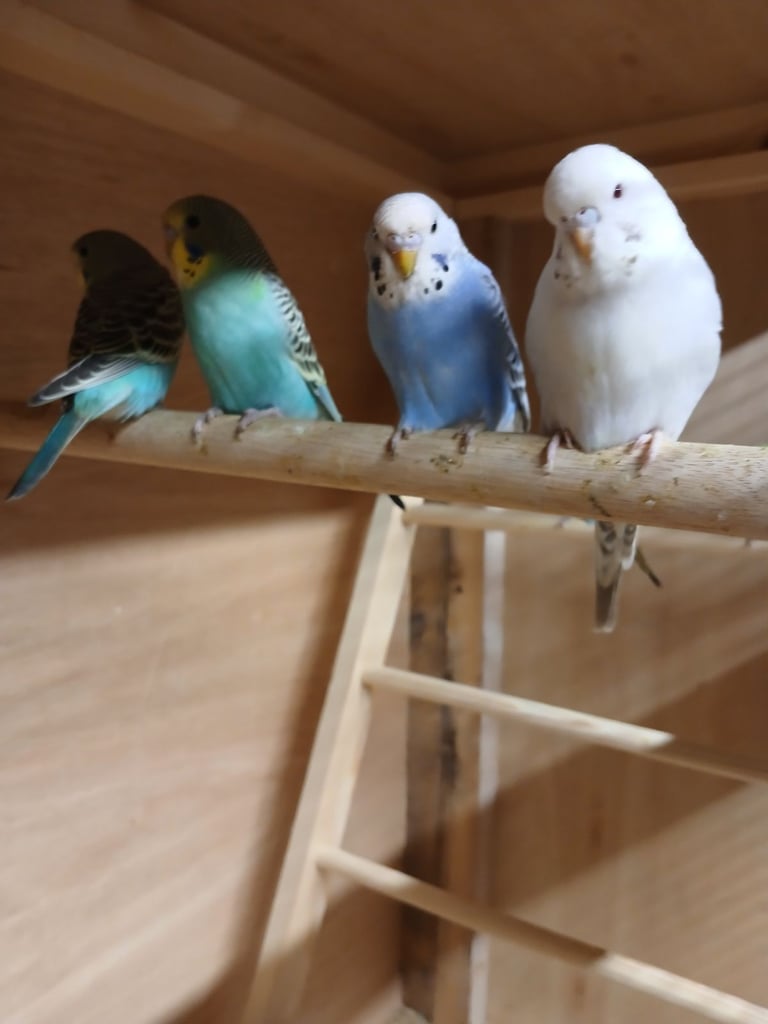 Baby Budgies. Lovely colours.