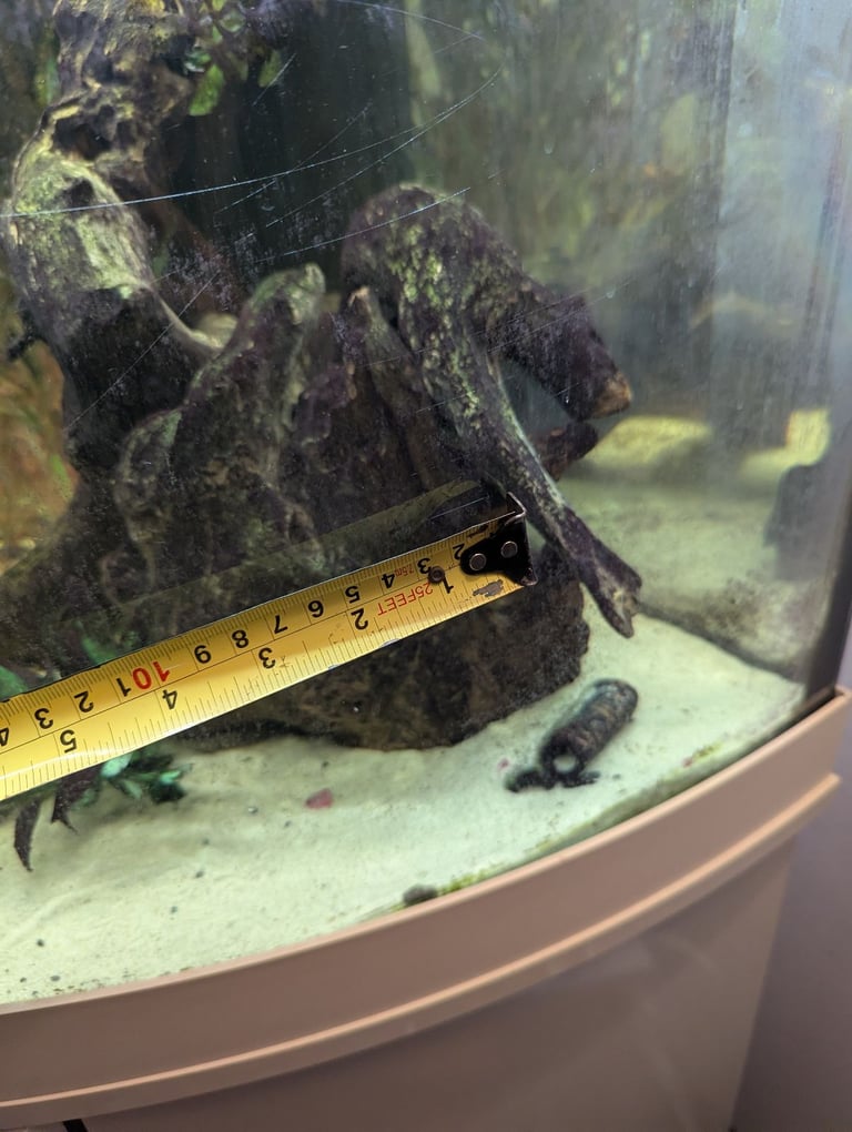 Juwel corner tank 