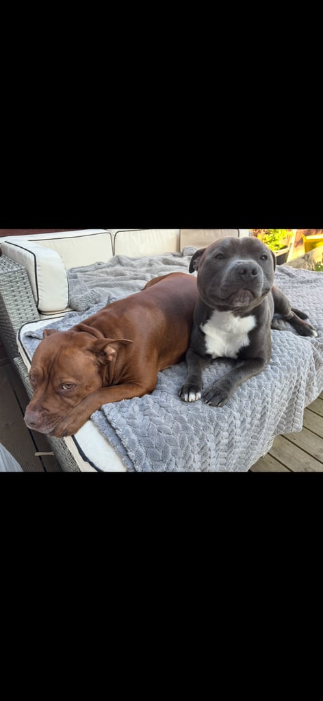 Beautiful Staffy Puppies for sale 
