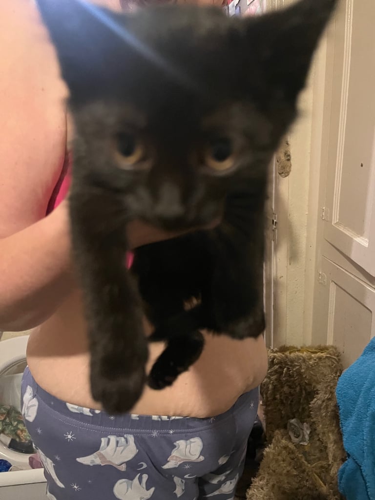 kitten’s only black boy left 