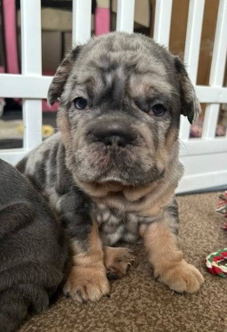 Only 3 boys left, 5 ⭐️ French bulldogs carrying fluffy 😍