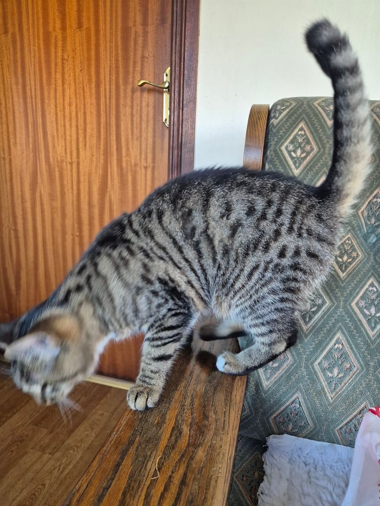Kittens for sale