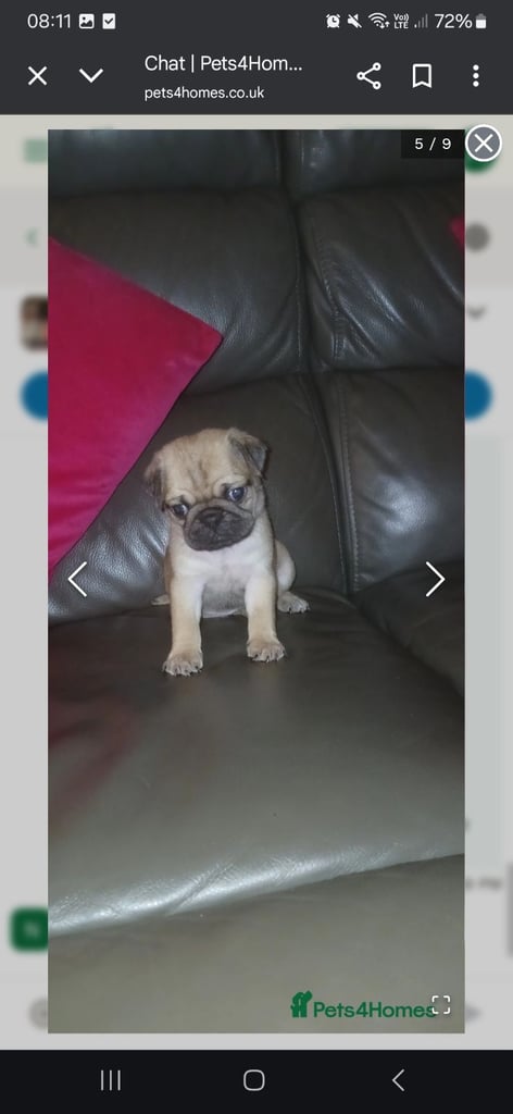 Pug puppies 