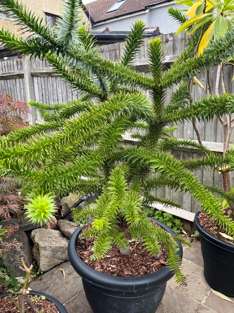 Monkey puzzle tree