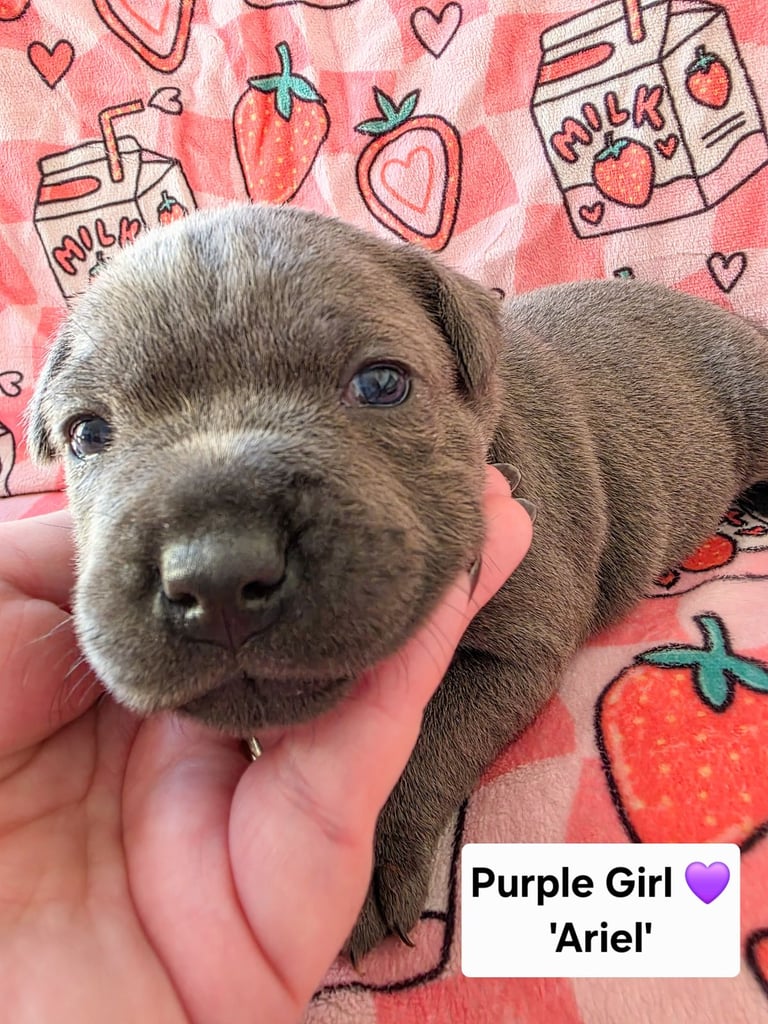 Gorgeous Chunky KC Staffy Puppies For Sale