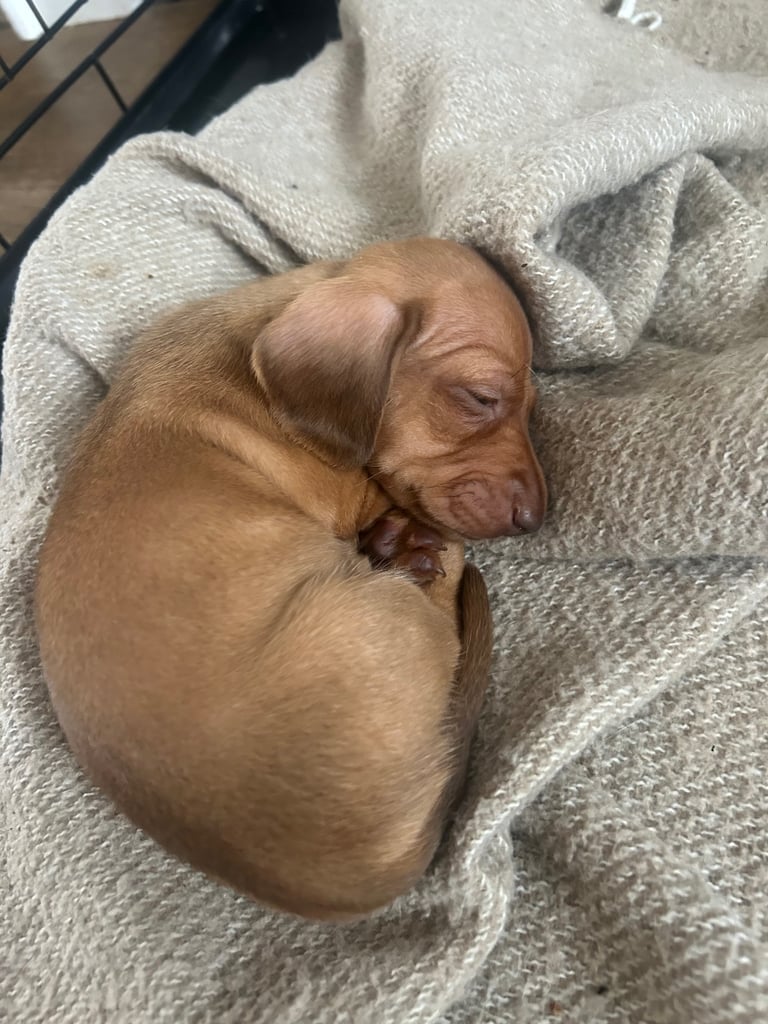 Miniature dachshund puppies 
