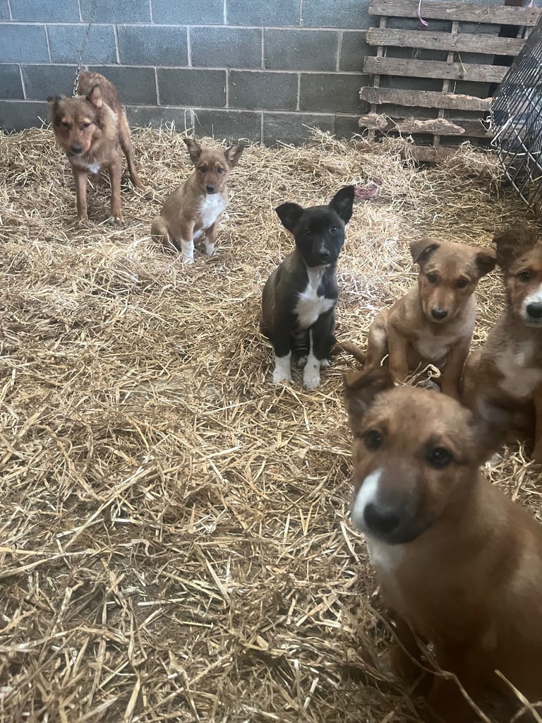 5 border collie puppies
