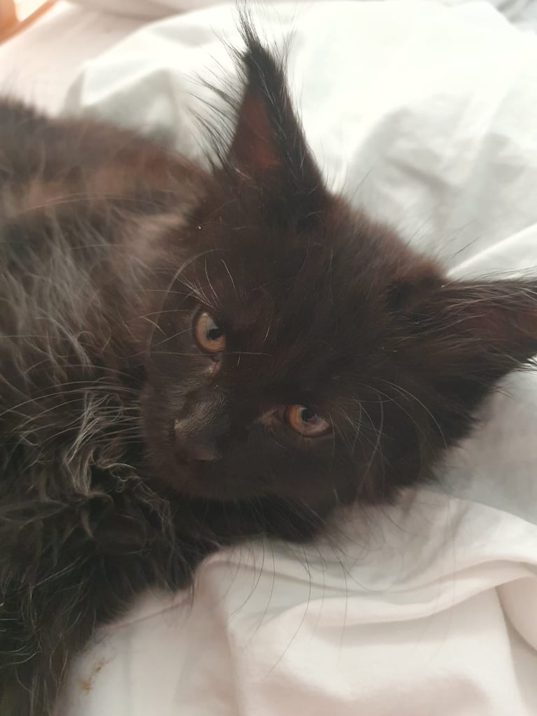 XL Maincoon x Ragdoll kittens
