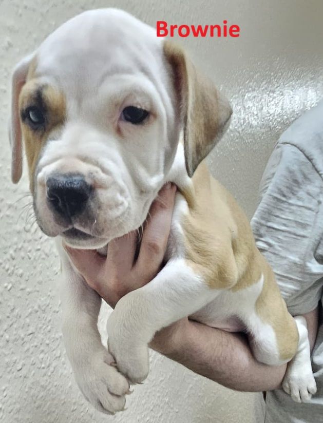 Confident & Well-Socialised Presa x Staffy Pups ready to leave 4/10/2025