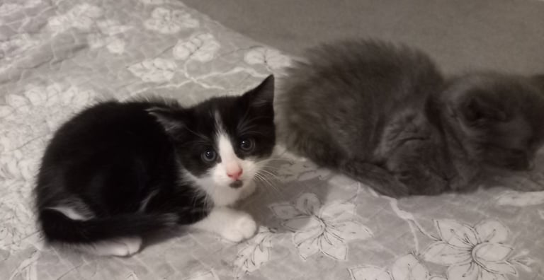 image for Black and whit kitten looking for his forever home 