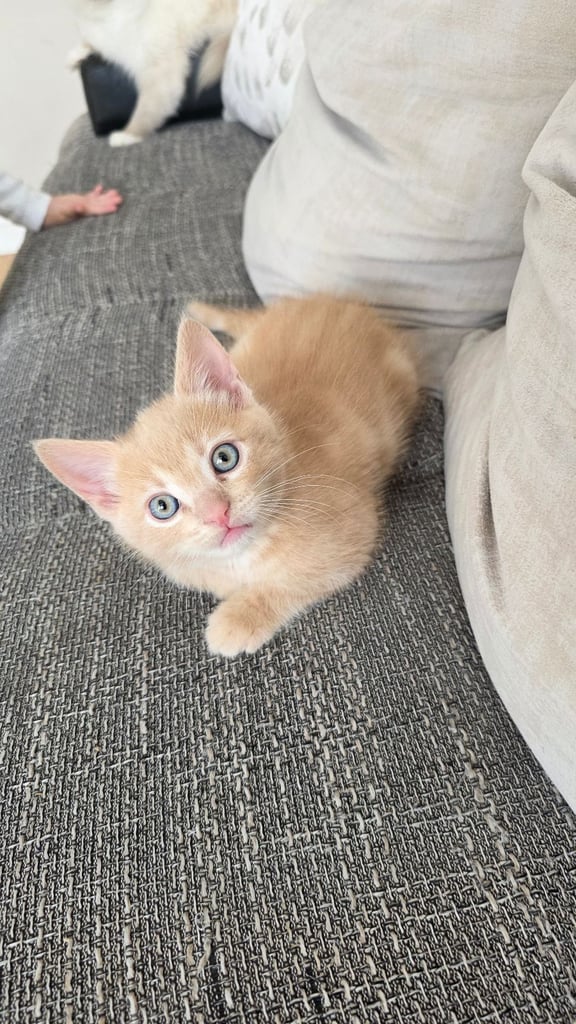 4 half ragdoll kittens - 2 grey fluffy female 2 ginger male