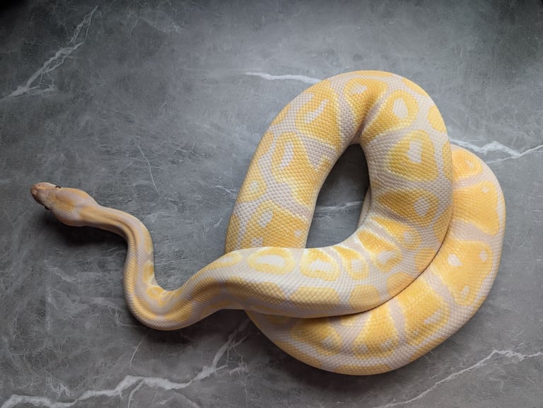 image for Lavender Albino Male Royal Ball Python CB23