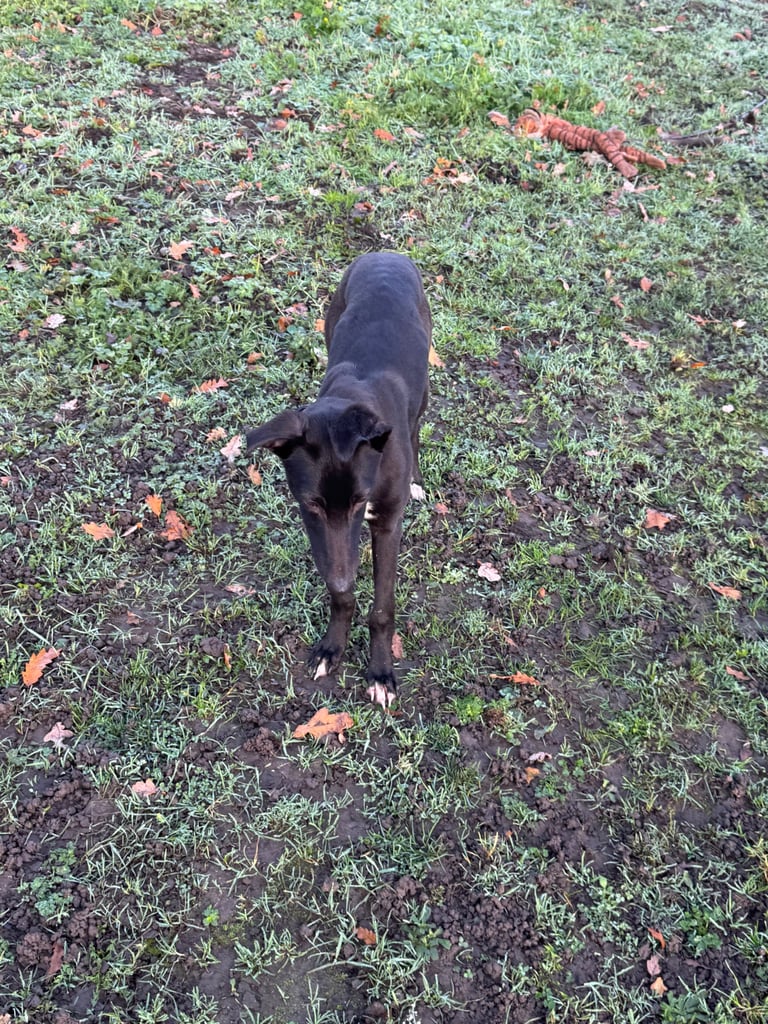 Whippet puppy for sale 