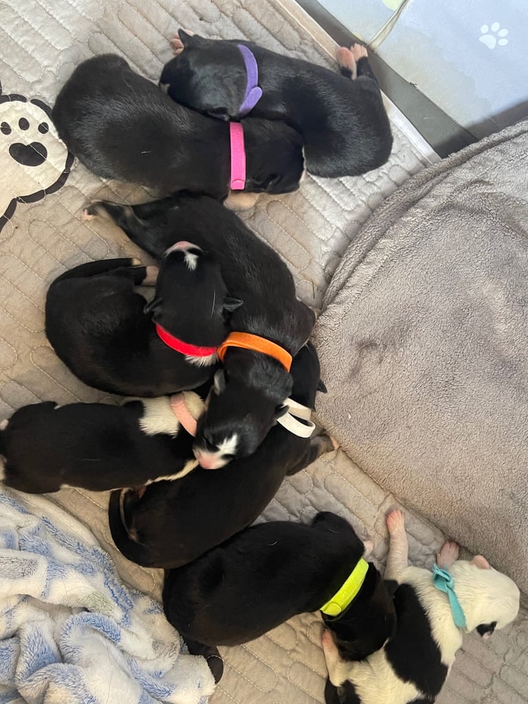 Borsky puppies !! SOLD SOLD !!