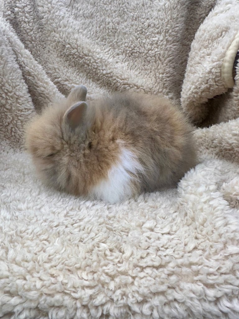 Lionheads Baby Bunnies