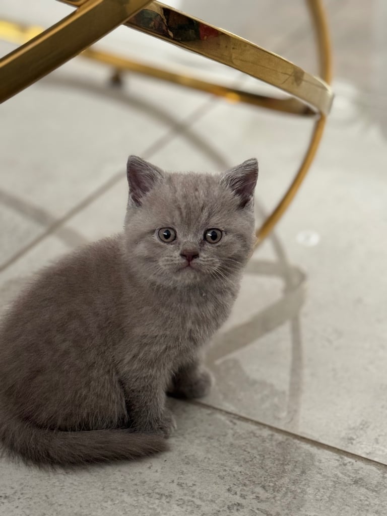 British shorthair kittens 