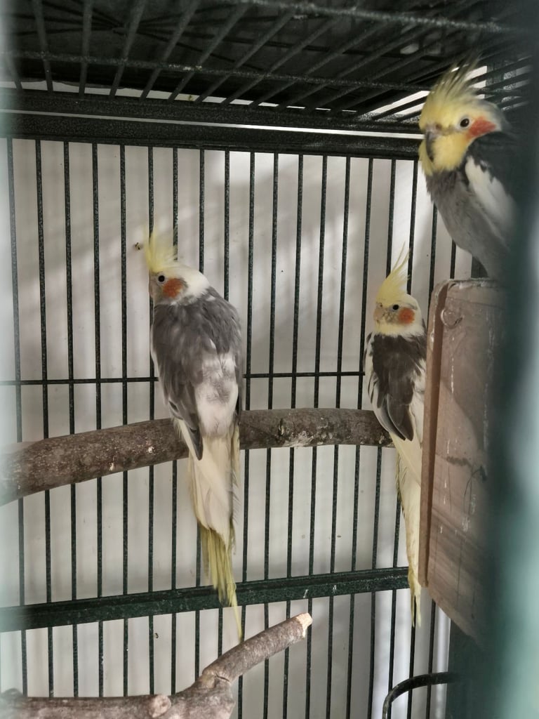 Cockatiels