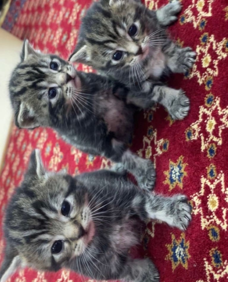 Kittens for sale!!