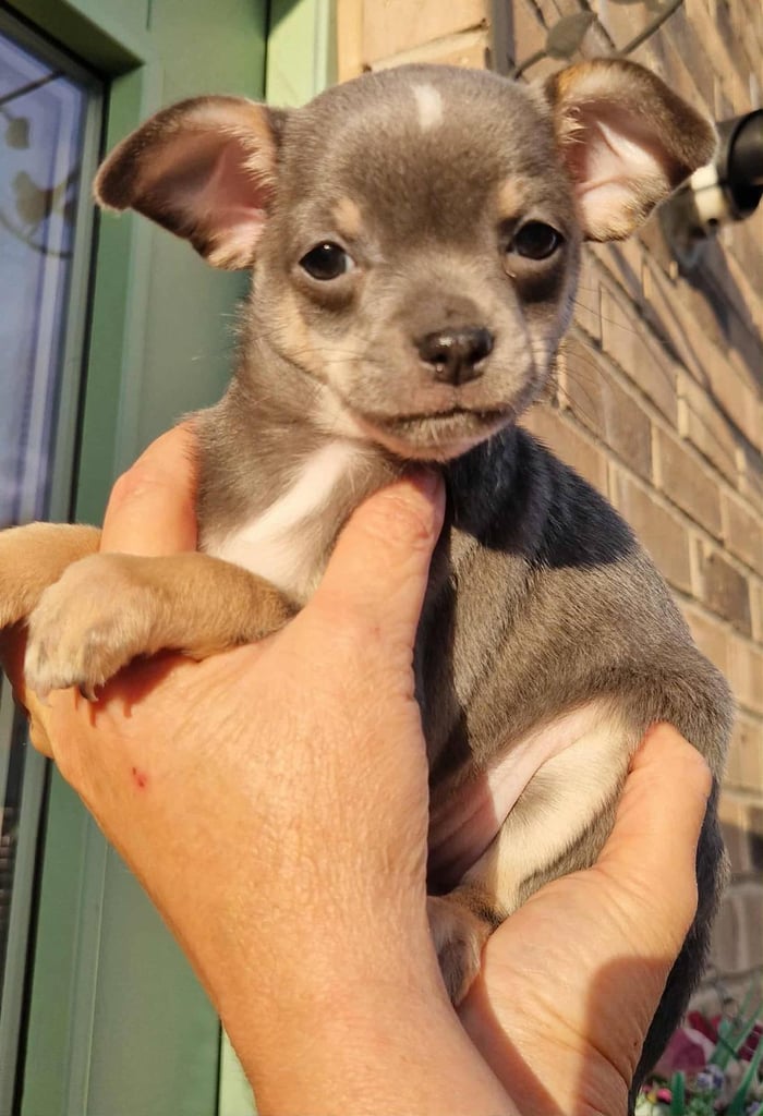 🐾 🩷 Blue Chihuahua Girls – 7 Weeks Old 🐾