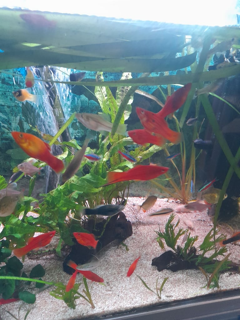Tropical fish for sale 