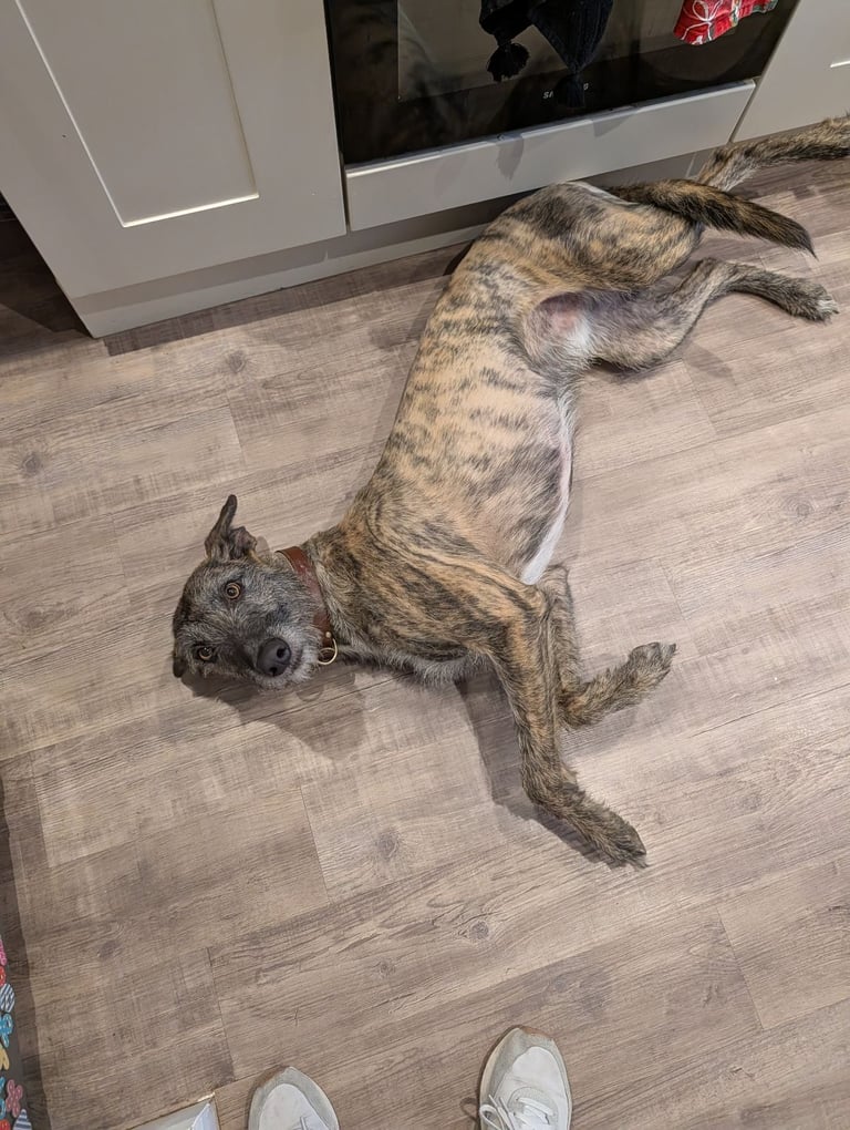 Lurcher