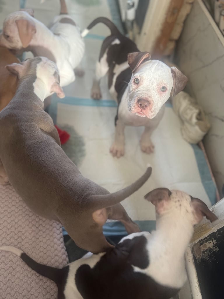 image for Beautiful American bulldogs 