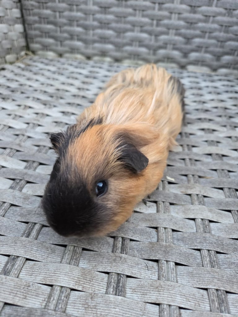 Stunning guinea pig brothers 