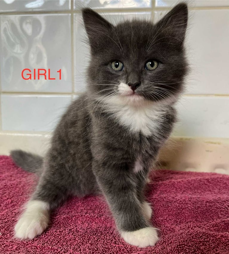 Wonderful kitten for sale 