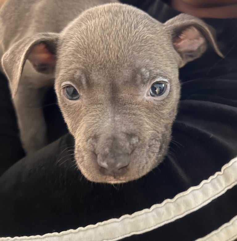 Blue Staffordshire Bull Terrier Puppy