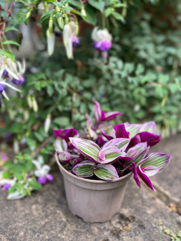 Vibrant Tradescantia in 23cm Pot - Striking Purple & Green Foliage