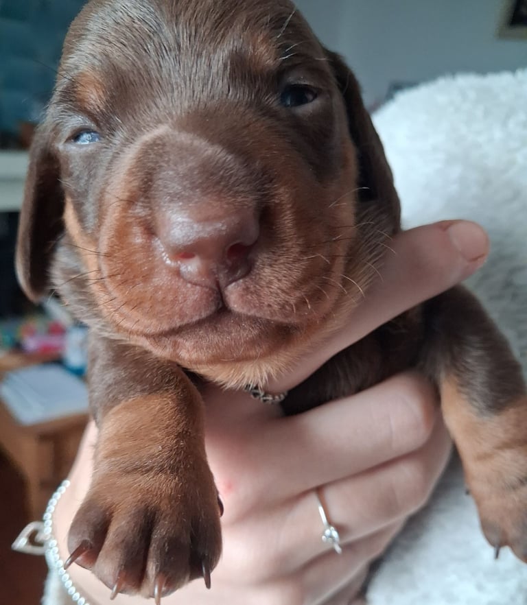 Min chocolate and tan smooth hair