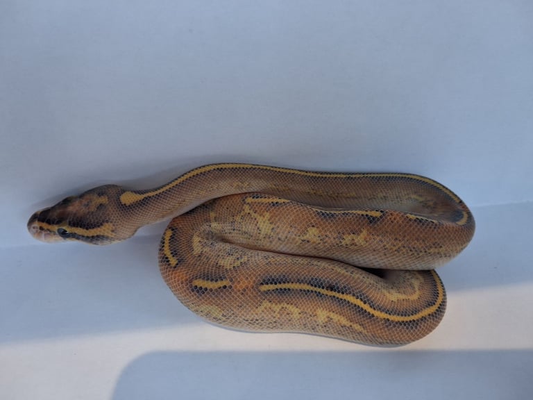 Baby ball pythons 