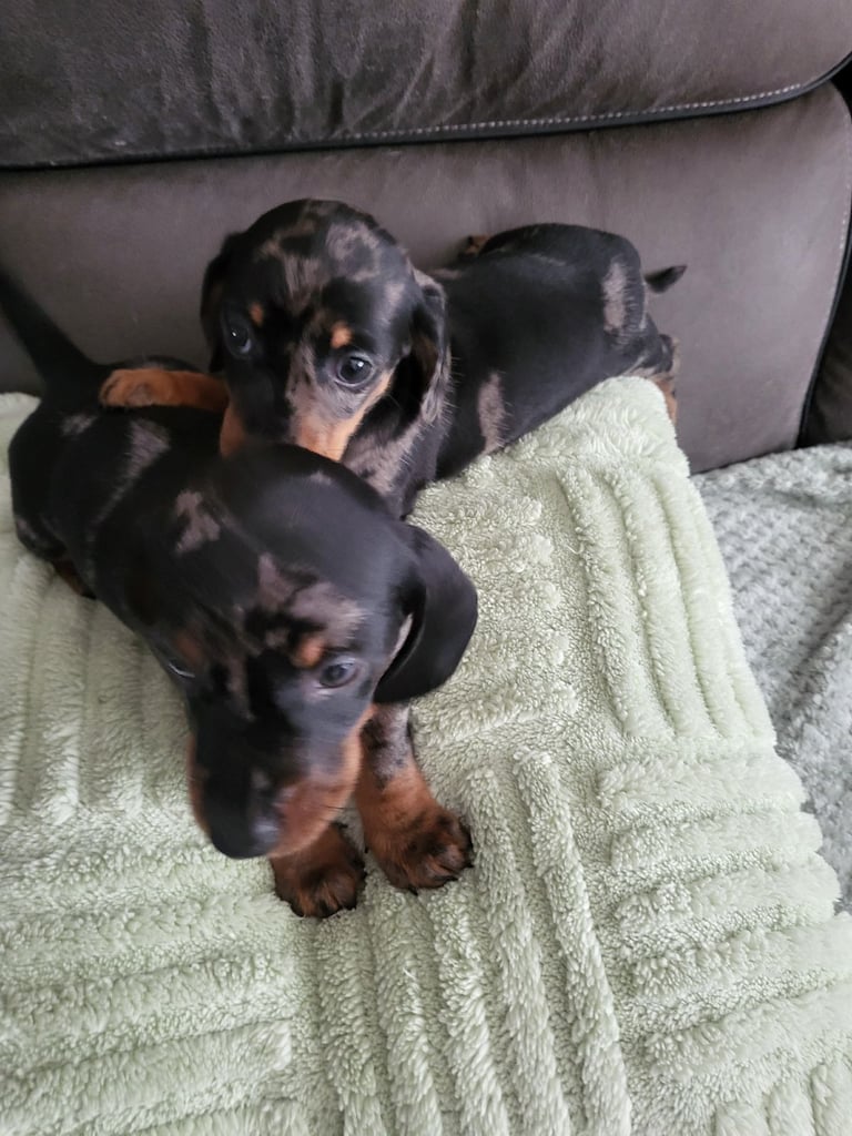 Dashund minuture silver dapple 