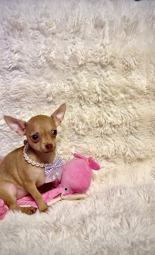 Beautiful chihuahua puppies 