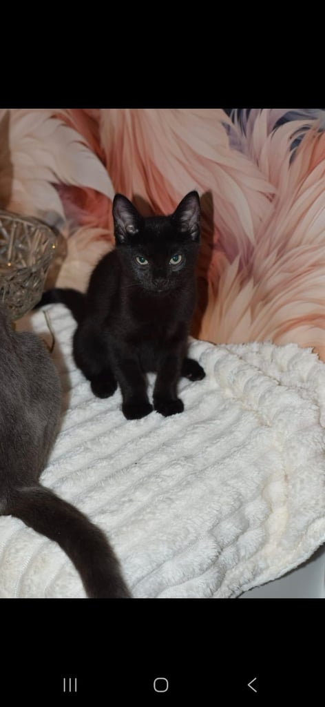 British short hair  x Russian blue 