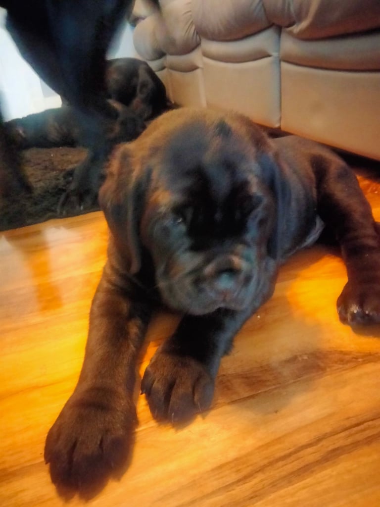 Cane Corso puppies black