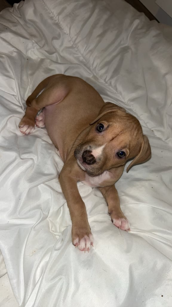 LAST female American bully puppy