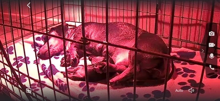 Miniture dachshund pup