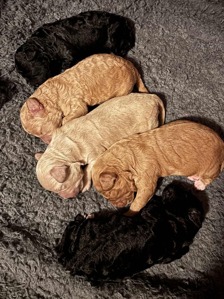 Cockapoo puppies 