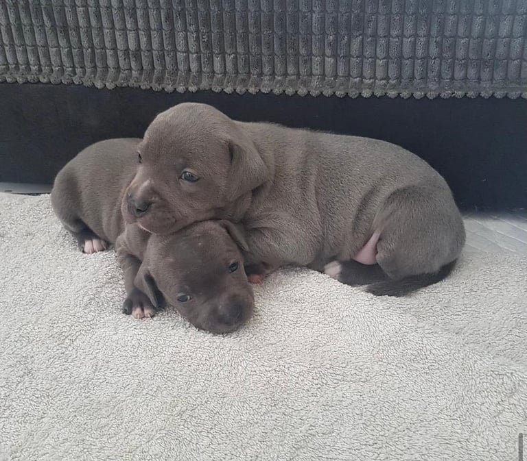 Blue Staffordshire bull terrier puppies 