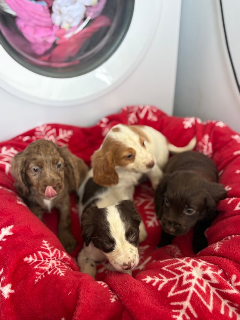 Beautiful Cocker Spaniel Puppys 😍