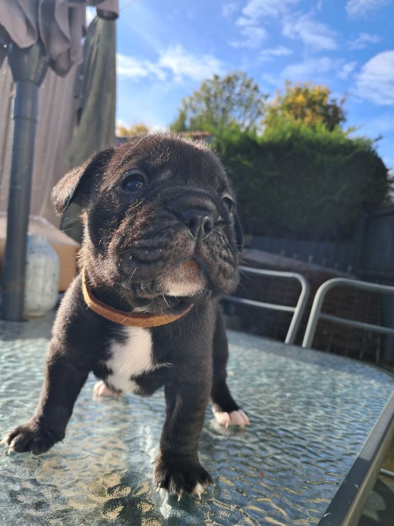 Frenchbulldog x lab 4 LEFT 