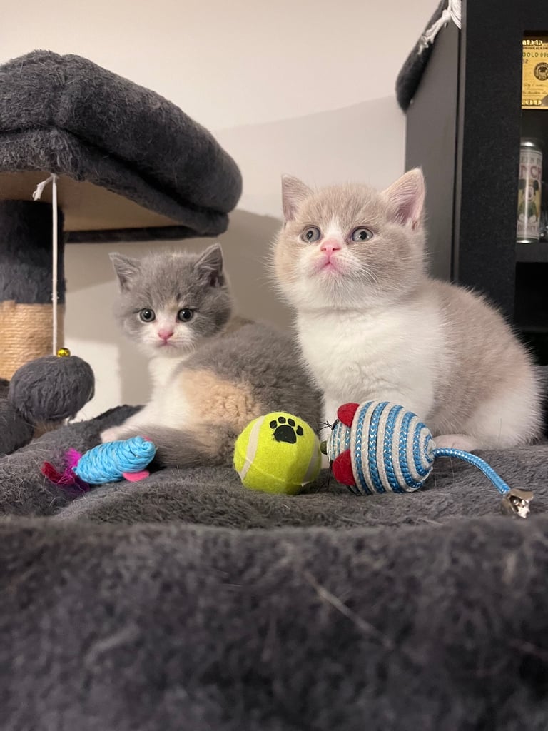 💖 BRITISH SHORTHAIR KITTENS 💖