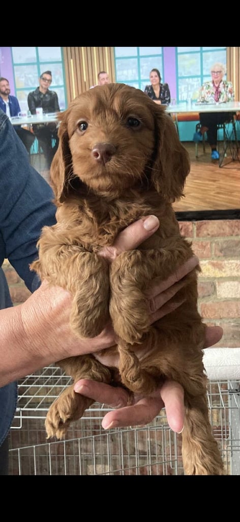 Cockapoo puppies 