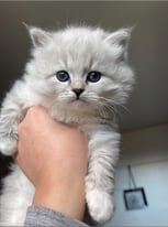 Siberian kitten 